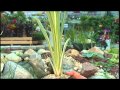 Water Garden & Water Features from Lacoste Garden Centre Water Garden & Water Features from Lacoste Garden Centre