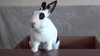 Law & Order Bunny Business