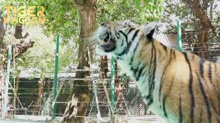 Happy Tigers During Covid Closure! Tiger Kingdom Phuket