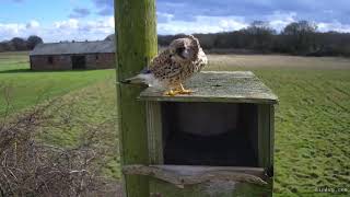 Cathy the Kestrel 13 Mar 2021 at 14 50