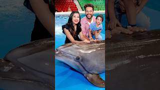 Dolphin Love Wait For The End