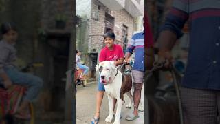 Stani Bully Kutta
