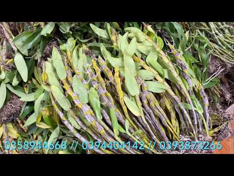 14/4 Tuyết mai hoa ngũ sắc, vũ nữ hoàng hậu khủng, lan rừng 0393873266,0394404142