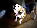 The Howling Of The Dogs! Annie The Coonhound, Jams The Beagle, And Jack The Shep-Mix!