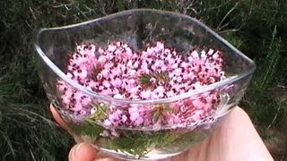 FLORES DE BACH: Cómo Hacer la Tintura Madre