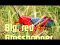 Funny big, red grasshopper