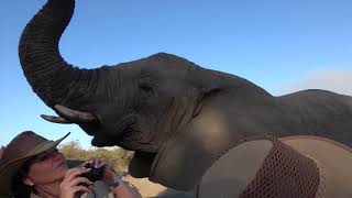 Extremely Close Elephant Encounter