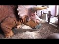 Jurassic Park Hidden Trail - ABANDONED Triceratops Encounter