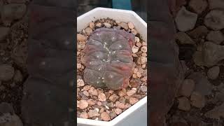 Lophophora Williamsii Cristata A Crested Variant Of Lophophora Williamsii