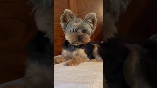 Freddy
