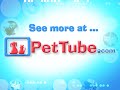 pettube