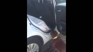 Fat Staffordshire Bull Terrier Getting In The Car Staffy