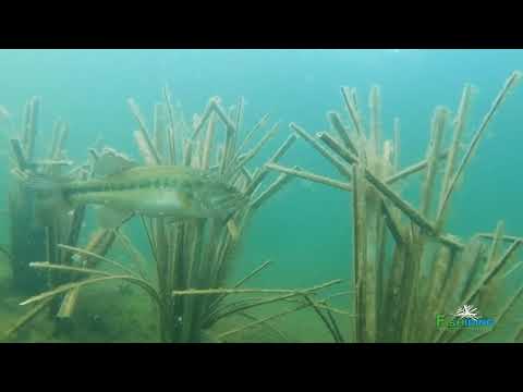 The Science Behind Fishiding Artificial Fish Habitat-Underwater Video (Part 4 of 10)