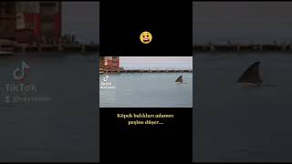Film - Mavi Korku 3