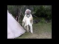 Bad Hand's Elder, "Bird in Ground" sings an ancient tribal song