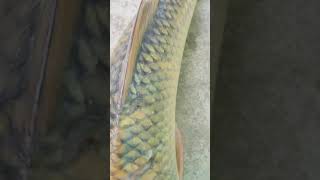 Big Fish Village Ck2 Wait