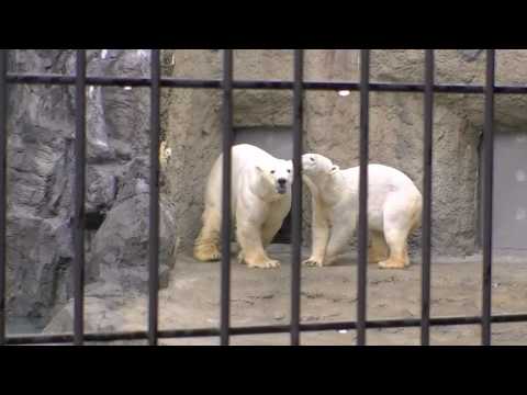 イワン＆サツキ仲良く登場（旭山動物園）