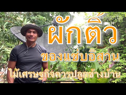 ผักติ้วพืชผักของแซ่บอิสานที่น่าปลูกติดบ้านสักต้น EP.1