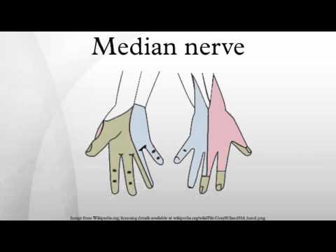 Recurrent Branch of The Median Nerve