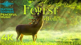 Bambi's Forest 4K 🦌 Scenic Relaxation Film With Peaceful Relaxing Music And Nature Video Ultra Hd