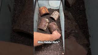 Baby Fire Skinks Hatched In The Tank