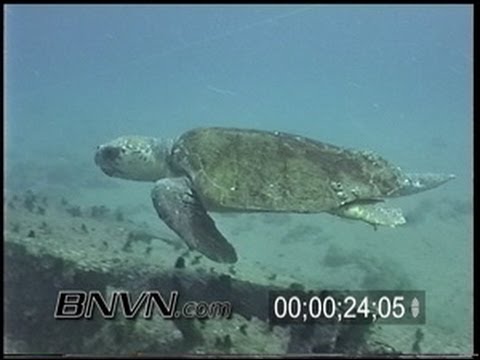 5/15/1999 Gulf Of Mexico - Artificial Reef Loggerhead turtle video