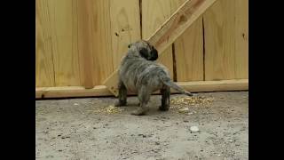 presa canario puppies