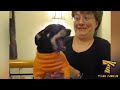 I BET YOU WILL LAUGH - Funny videos