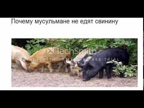 Почему мусульмане не едят свинину видео Почему мусульмане не едят свинину видео