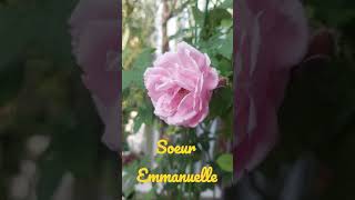 Soeur Emmanuelle Rose