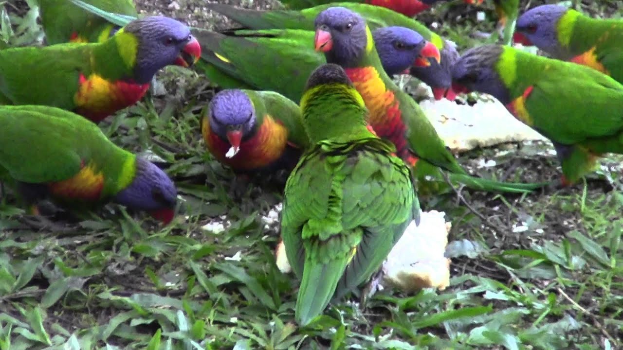 Baby Rainbow Lorikeet with small flock YouTube