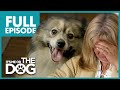 Six Spoiled Dogs Destroying Family: Minagerie | Full Episode | It's Me or The Dog