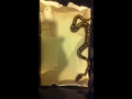 nourrir un python