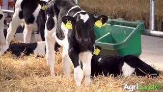 Teagasc 绿色英亩牛犊:正确喂养牛犊