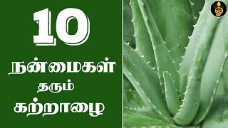 Katralai Benefits In Tamil சறற கறறழ பயனகள Katralai Uses Sotru Katralai Payangal