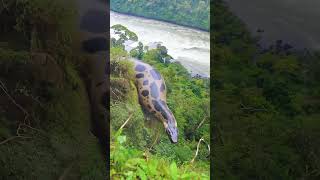 Encounter With The Giant Snake Of The Amazon