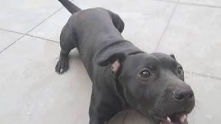 Agility Level Patterdale - Fell Terrier Bsl Estacado 11 Months Flat Out Dog Speed Energy