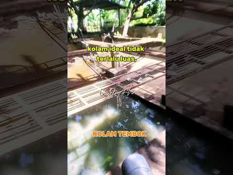 KOLAM IKAN BETON/KOLAM IKAN TEMBOK@UsmanBiduBidu 