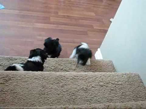 steel city havanese havanese videolike steel city havanese havanese videolike