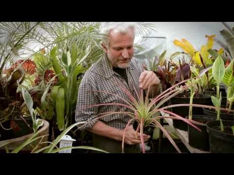 Exotic Gardening with Will Giles: Bromeliads See More Exoticgarden Filmed By Chris Ridley 11thstudio Canon 5dmk2 24 70l Rode Videomic
