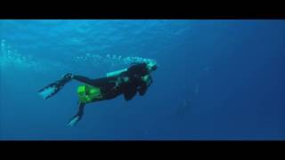 flying with dolphins