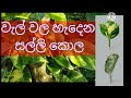 Business ideas in Sinhala | scindapus aureus | ornamental leaf Sri Lanka | visithuru Mal kola wagawa
