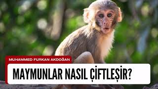 Maymunlar Nasıl Çiftleşir?