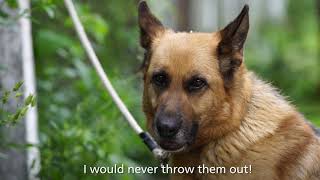 Breaking the cycle of abandonment in Pernik | FOUR PAWS | www.four-paws.org
