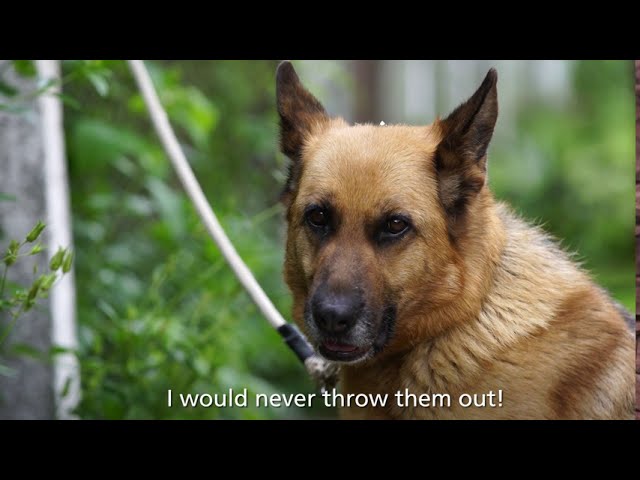 Breaking the cycle of abandonment in Pernik | FOUR PAWS | www.four-paws.org
