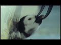 Emperor penguins - The Greatest Wildlife Show on Earth - BBC