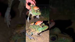 Frog Plane Makes Funny Landing Frog Laughter Catch Funny Frogs Funny Videos