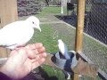 Ringneck Doves Make Great Pets