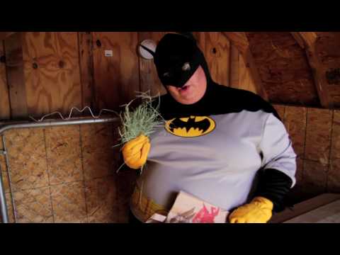 How To, Batman! - How to Feed Some Goats