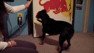 How To Teach Close The Door - Jagd Terrier Clicker Training